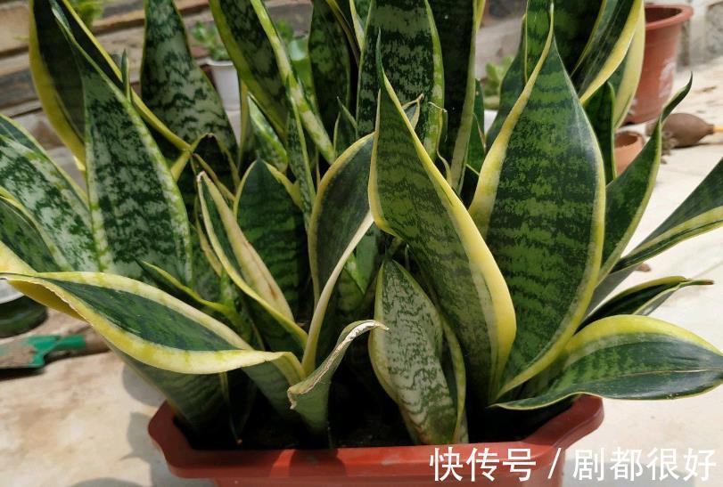 三伏天,养花难就盆栽虎皮兰,净化效果好,打理只需抓住3点