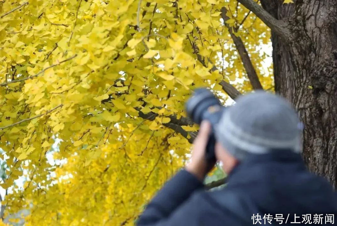 童话|银杏黄了！风雅嘉定等你一览真实存在的“童话梦境”