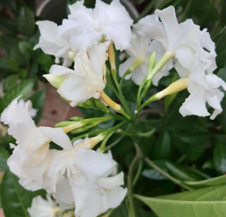  盘点那些名字难听的花，因为名字被人忽视，开花却非常美