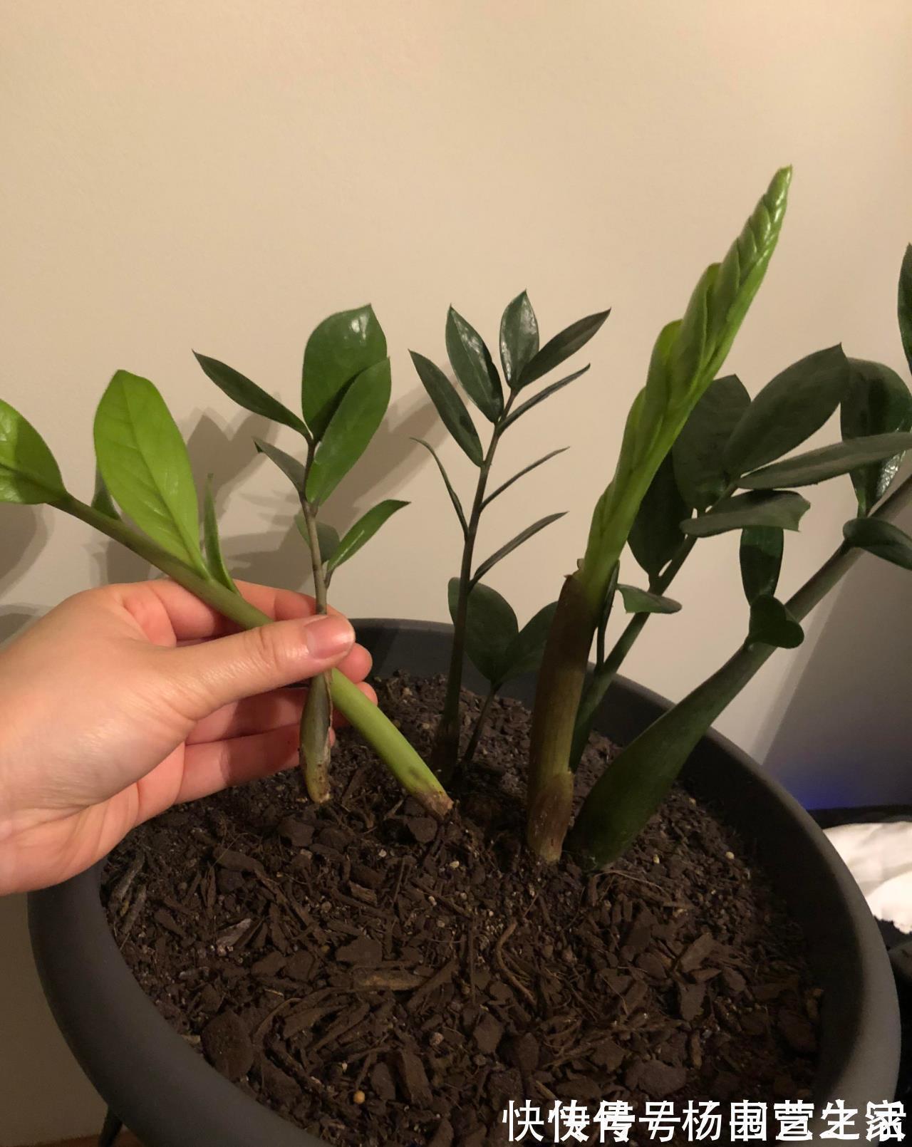 根系|金钱树“很特殊”,土豆茎上挤满芽,懒人才能养好它