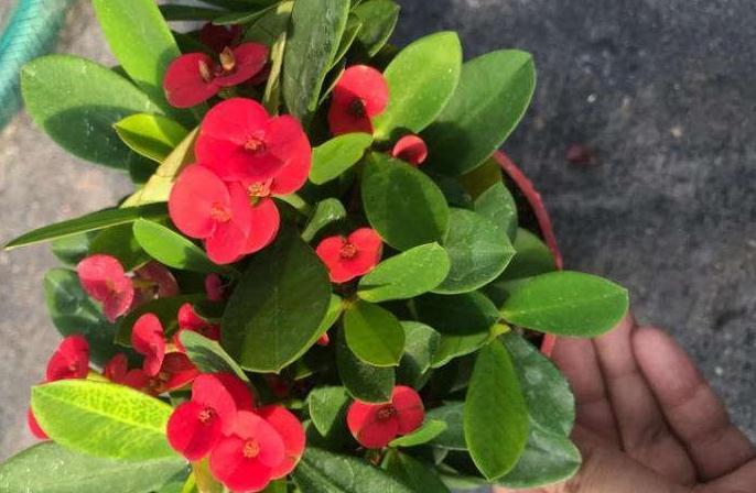 3种花要狠晒太阳，越晒开花越旺，更适合懒人养