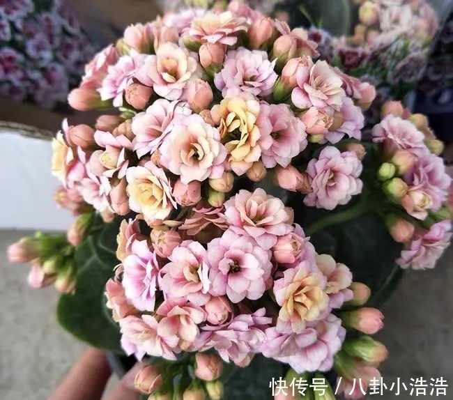 花期|45种长寿花，个个都是高颜值，家里养几盆，美得移不开眼