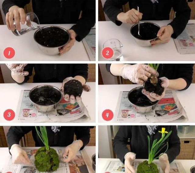 室内绿植种花不用盆,揉一个小球吊起来就让家里美翻