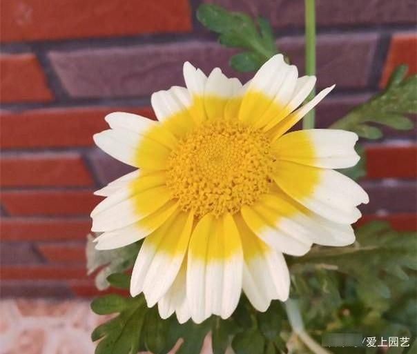  因为美味而被人忽视了美貌，说说那些令人惊艳的菜花