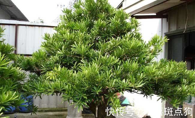 家里有院子，建议种一些能观赏的树，小投入，大收获，划算