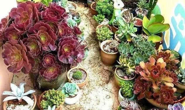 阳台上的一盆多肉植物“撑裂”成这个样子我以为只是淋雨淋的