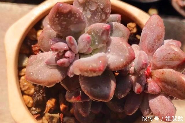 它们不是桃蛋,只是和桃蛋很像,有的香气十足,有的和汤圆一样圆