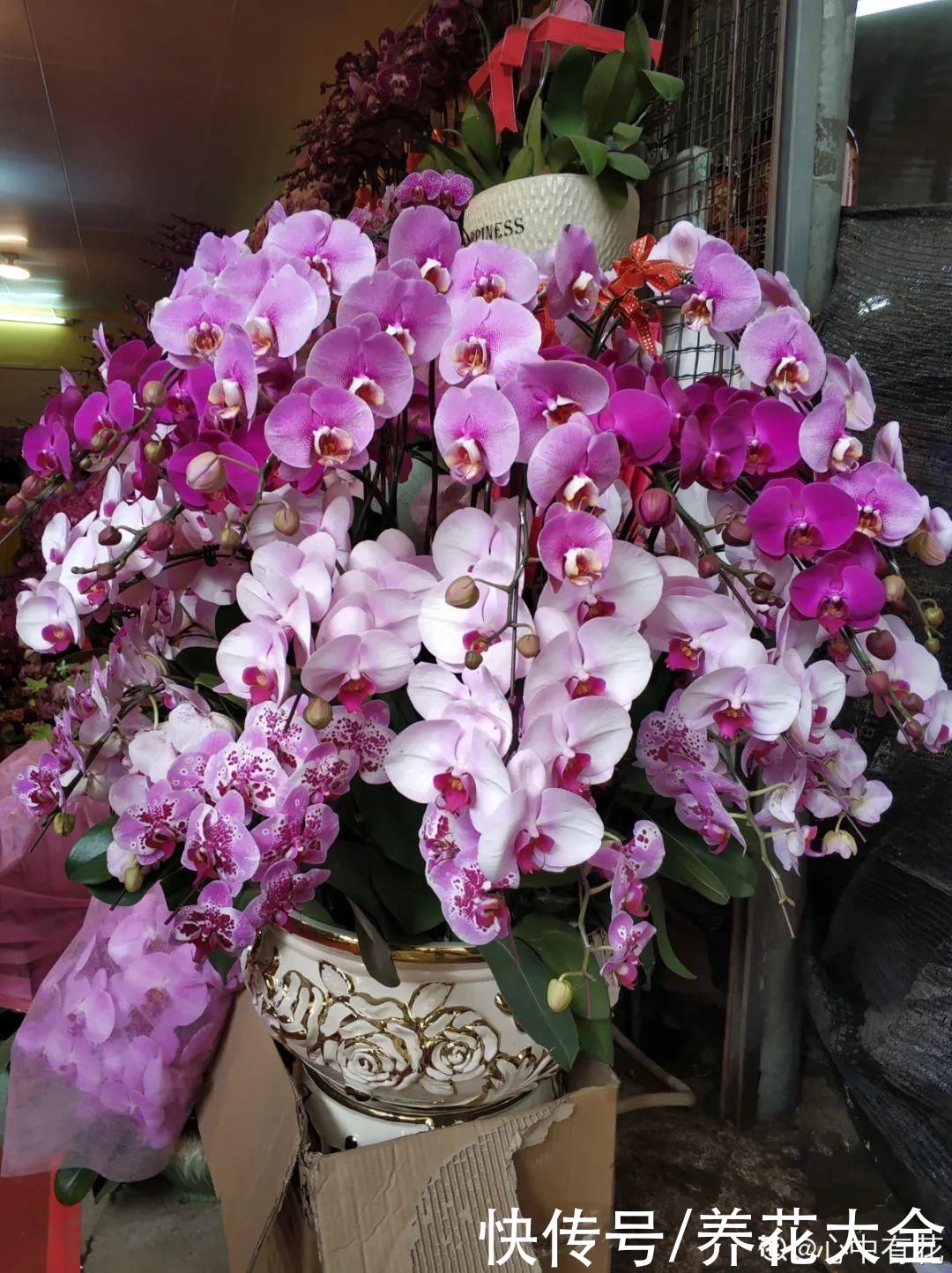 冬天好养的花,皮实不娇气,颜值高上档次,咋养都开花