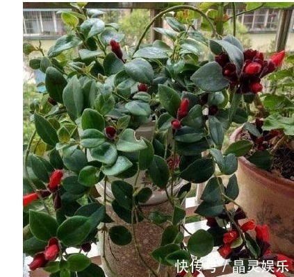 牡丹吊兰|它们都叫吊兰,但是比吊兰好看一百倍,是垂吊观花赏叶的佳品