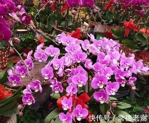 6个养花“坏习惯”,难怪花花长不好,快看看你中了几条?