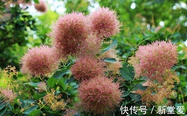 黄栌盆景感染立枯病和枯萎病，学会这三个办法，还你一片红叶