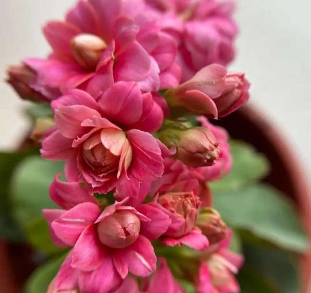 75个长寿花品种,一个比一个美,一起来认识一下吧!