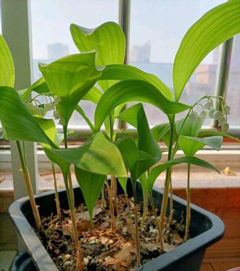 异味|卫生间异味大,放3种小盆栽,耐阴好养,空气清新