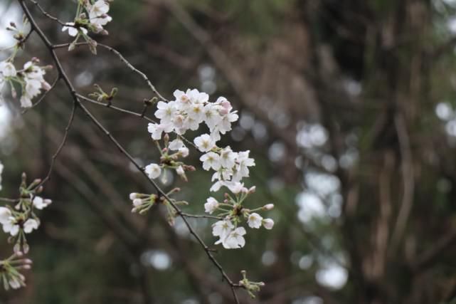 鸡鸣寺樱花开已开，最美800米露真容