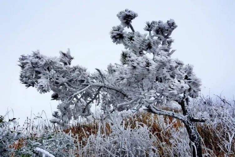 今冬|美翻了！金华美成了冰雪世界，今冬第一波雾凇来，这波美景就在......