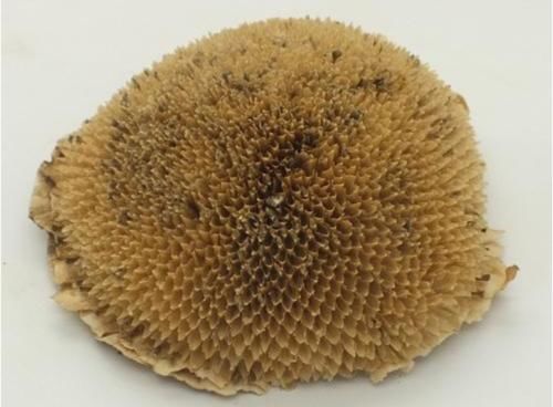 向日葵全身都是药!更是降压“神器”,高血压、头晕头疼都能治