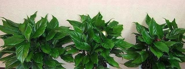 使用硫酸亚铁,“靠谱”方法教给你,植物不黄叶,北方花友都喜欢