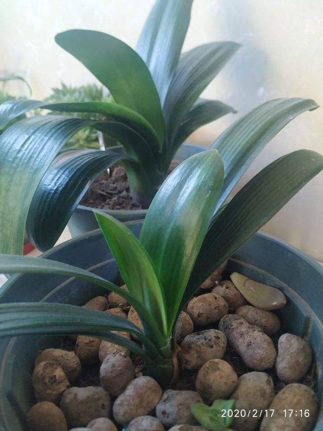 们可以|虎皮兰周围扒圈土,小钢芽嗖嗖冒,一盆能分出10几盆