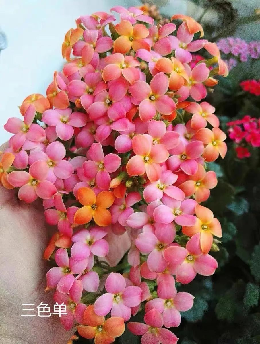 帕罗|45种长寿花，个个都是高颜值，家里养几盆，美得移不开眼