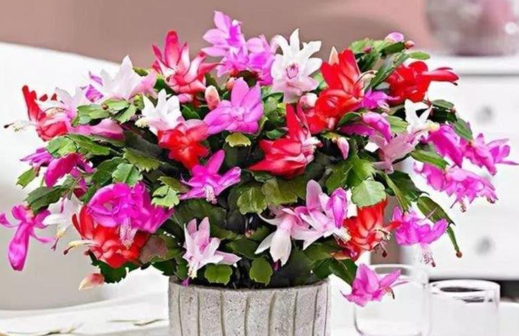 庭院选这几款花,花姿妖娆,花大多又艳,一开就是300多天!