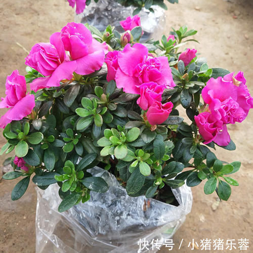 杜鹃花|1种花太“娇气”,虽然5元一盆,买回家难养活也是白扔钱