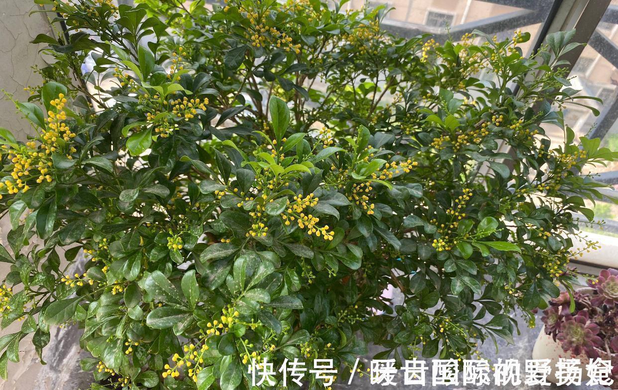 养护|6种“香水花”冬天不怕冷,越冷越香艳,雍容贵气,进屋染香气