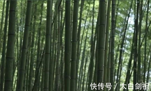 孟浩然!大诗人们的翠竹情怀,十二首著名的诗词,每一首都是经典