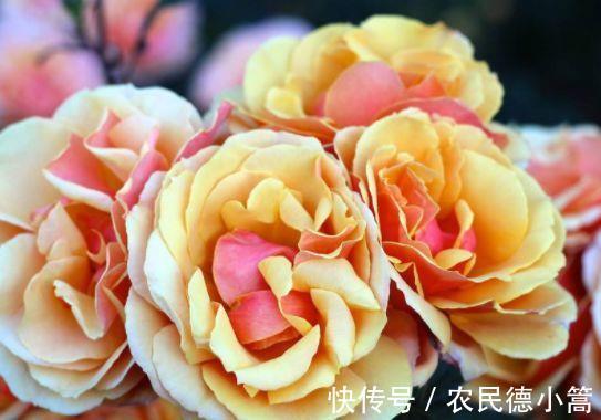 枝条|从8月21日开始,家养此款花卉,开花艳长势旺,花色柔美