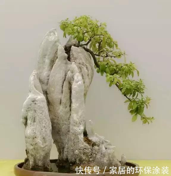 漂亮|漂亮的附石盆景，令人爱不忍释