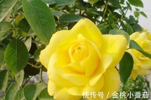 生肖|这三大生肖，7月初开始，霉运消散好运来财运爆发，如日中天