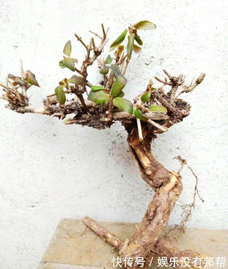 别犯傻买金银花盆景，压条3年成景、播种5年成景，实在太容易！