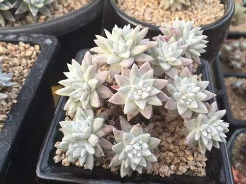 秋丽秋丽|养多肉10年,总结5种便宜好养的多肉,容易出状态,值得拥有