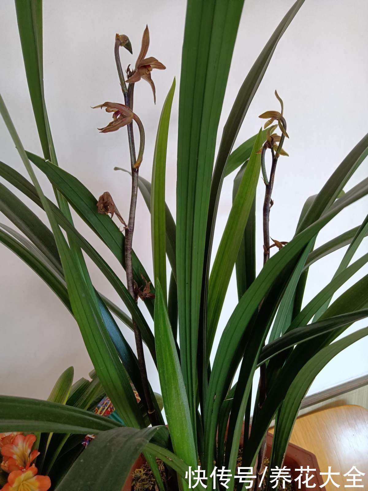 报岁兰|兰花品种多,中国兰花五大品种,你知道吗?