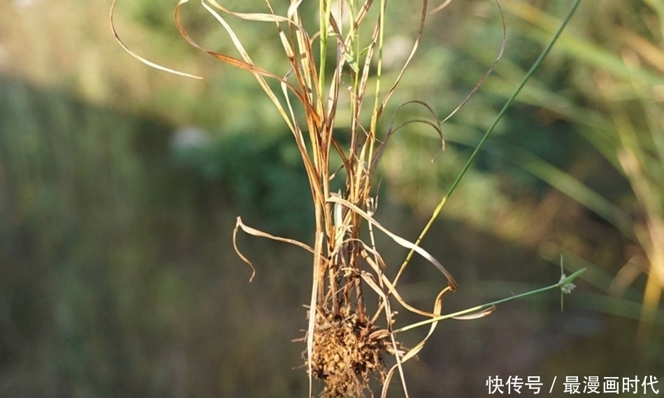  害草|水田里一大害草，名字挺吓人，却是民间治病良药，人称“水蜈蚣”