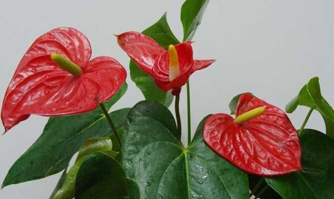 子株|红掌这么养，每年开花，爆盆，1盆变10盆