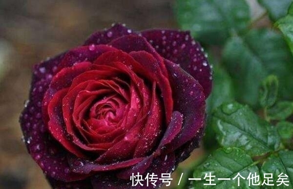 黑色|这些黑色的花是经过精心培养才出来的成果,是非常美丽的花