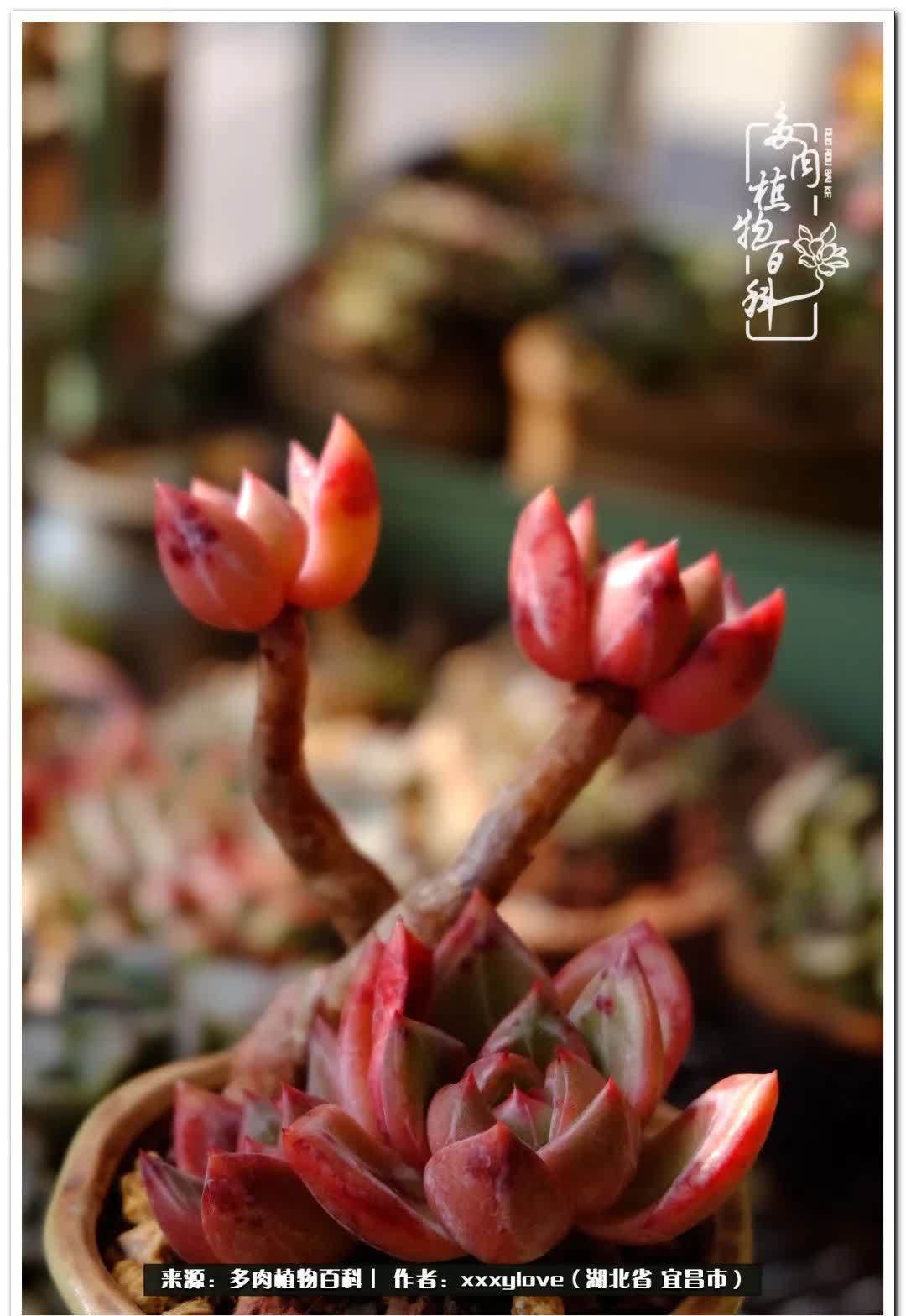 时光匆匆,一闪而逝,这世间万物的美,都值得被记录!