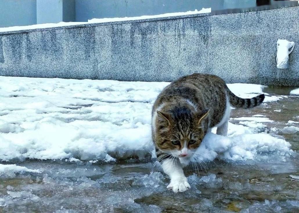 龙中医|【雪落象牙塔】银装素裹龙中医 执笔漫漫杏园情