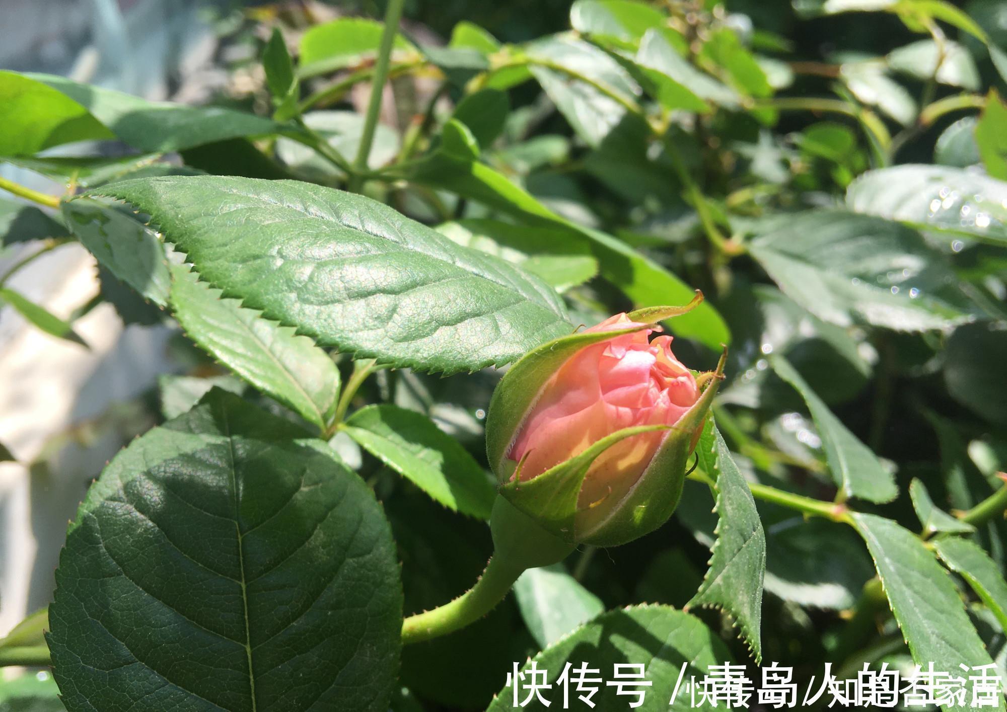 月季|月季黄叶是什么情况?弄清“4点”,一直绿油油,明年“花更多”