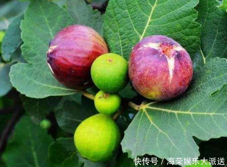 盆栽|3种水果种阳台上,当年果子挂满枝,随吃随摘无公害,全家乐呵呵