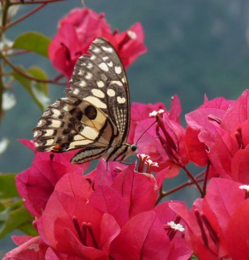 养护三角梅,我们就做好这“4点”养起来简单,开花漂亮