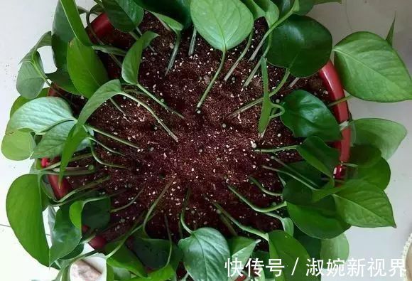 有救|妙招要死的绿萝舍得丢剪一剪,插一插,一个月后爆盆绿油油