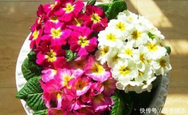 家中常见3种事物,是顶级养花“神器”,见到别浪费,养啥花都旺