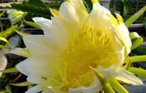 对身体很好的三种食物，值得天天吃一些，淡化皱纹，滋补身体