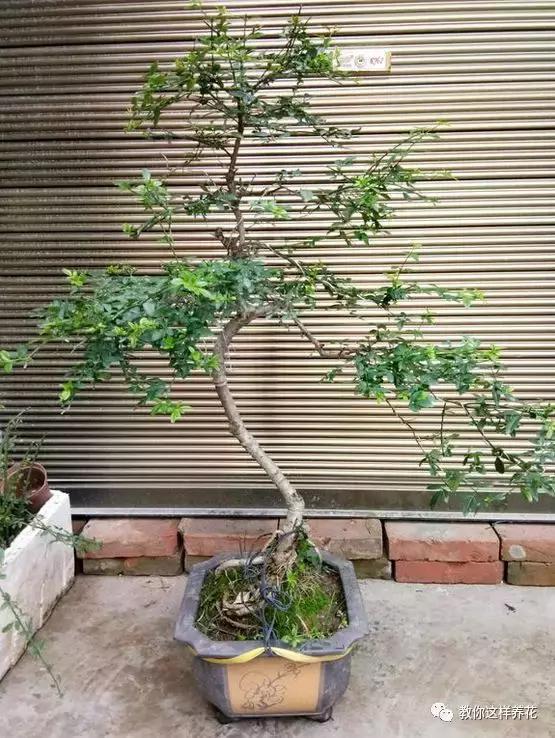 农村常见的1种树桩,栽在盆里剪几刀,变成盆景价值翻翻!