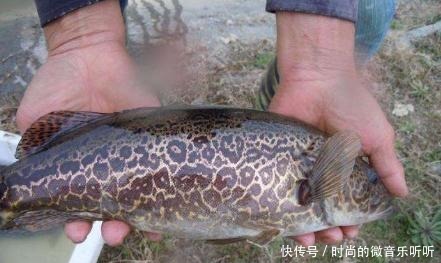 种鱼|公认最好吃的5种鱼,肉质细腻汤味鲜,全吃过的肯定是土豪!