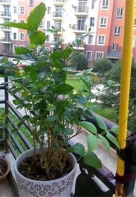 茉莉花“虚弱”的3个阶段!不能晒!越晒越傻