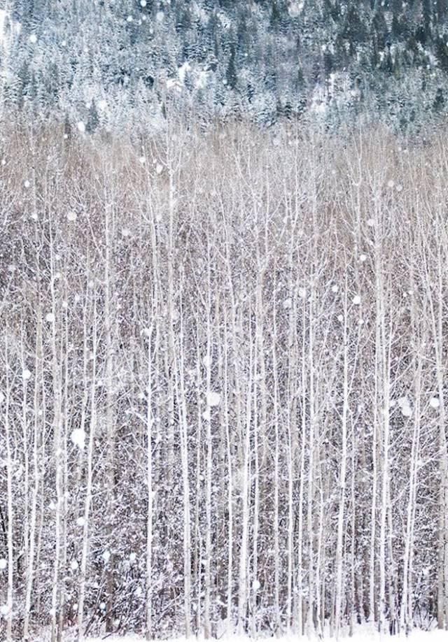  白头|大雪┃岁月可回首，深情共白头