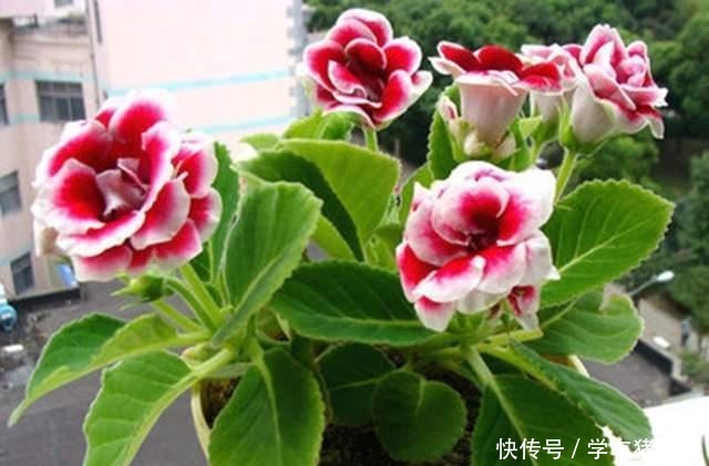 这12种花，花盆不宜贪“大”，用小盆种反而长势喜人！