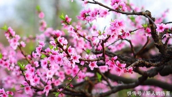 此花自古以来就是代表了好运的花,粉红色的花朵,也是爱情的到来